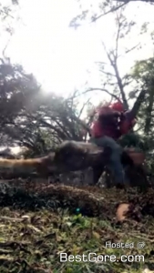 man-cut-down-tree-chainsaw-unexpected-nut-lift.jpg